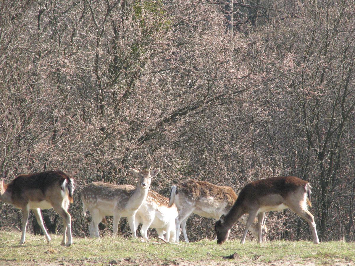 Rezydencja Nad Jeziorem Pestkownica Экстерьер фото
